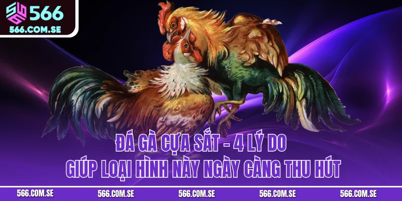 Đá Gà Cựa Sắt - 4 Lý Do Giúp Loại Hình Này Ngày Càng Thu Hút