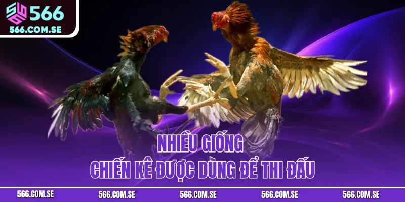 Nhiều giống chiến kê được dùng để thi đấu